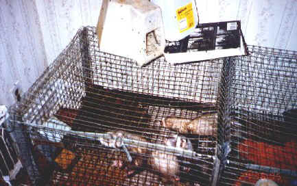 Ferrets in filthy cage