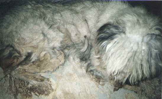 Old English Sheepdog